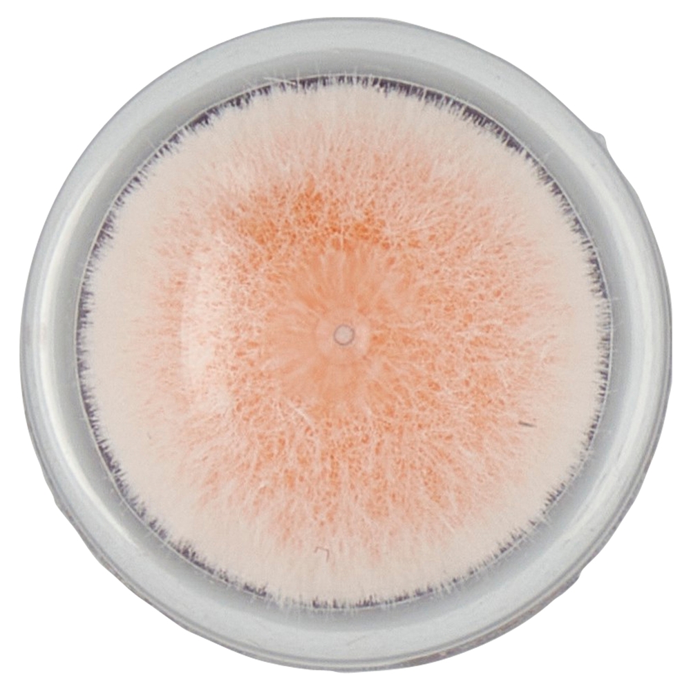 Maybelline New York Il Cancella Età Brightner 05 6,8 ml